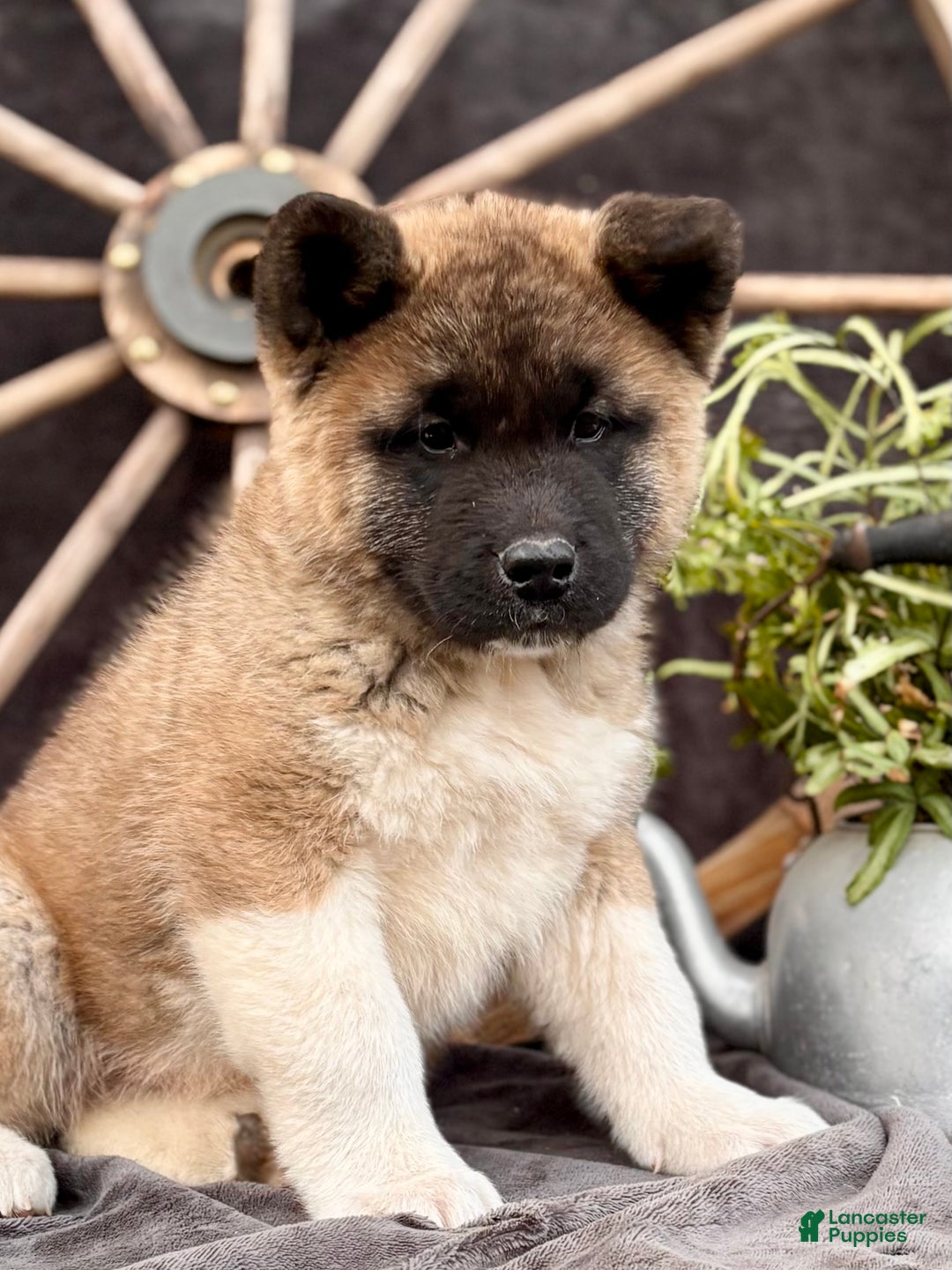 Akita dogs for sale: Fletcher  - Ad 5