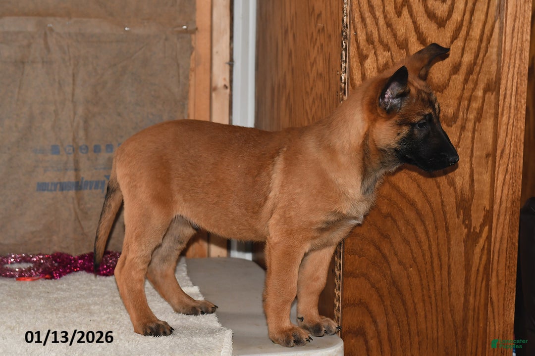 Belgian Malinois dogs for sale: Diesel - Ad 5