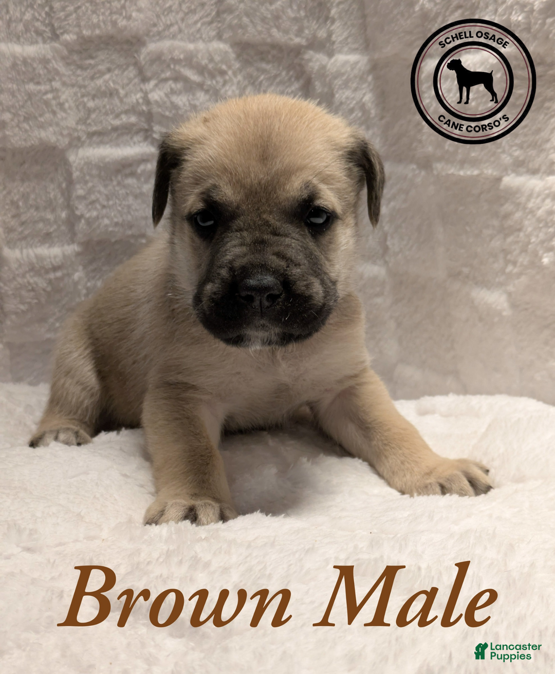 Cane Corso dogs for sale: Brown - Ad 5
