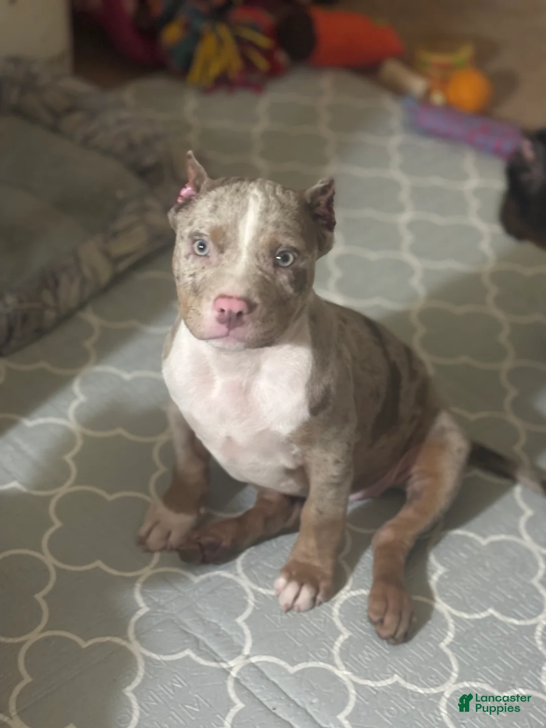 American Bully dogs for sale: American Bully Puppy 3 - Ad 1