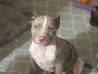 American Bully dogs American Bully Puppy 3 - Ad 42