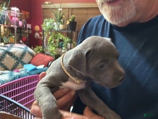 American Pit Bull Terrier dogs Sage - Ad 1