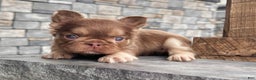 French Bulldog dogs for sale: Kayla - Ad 1