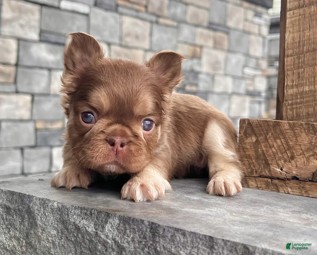 French Bulldog dogs for sale: Kayla - Ad 1