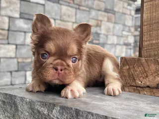 French Bulldog dogs Kayla - Ad 35