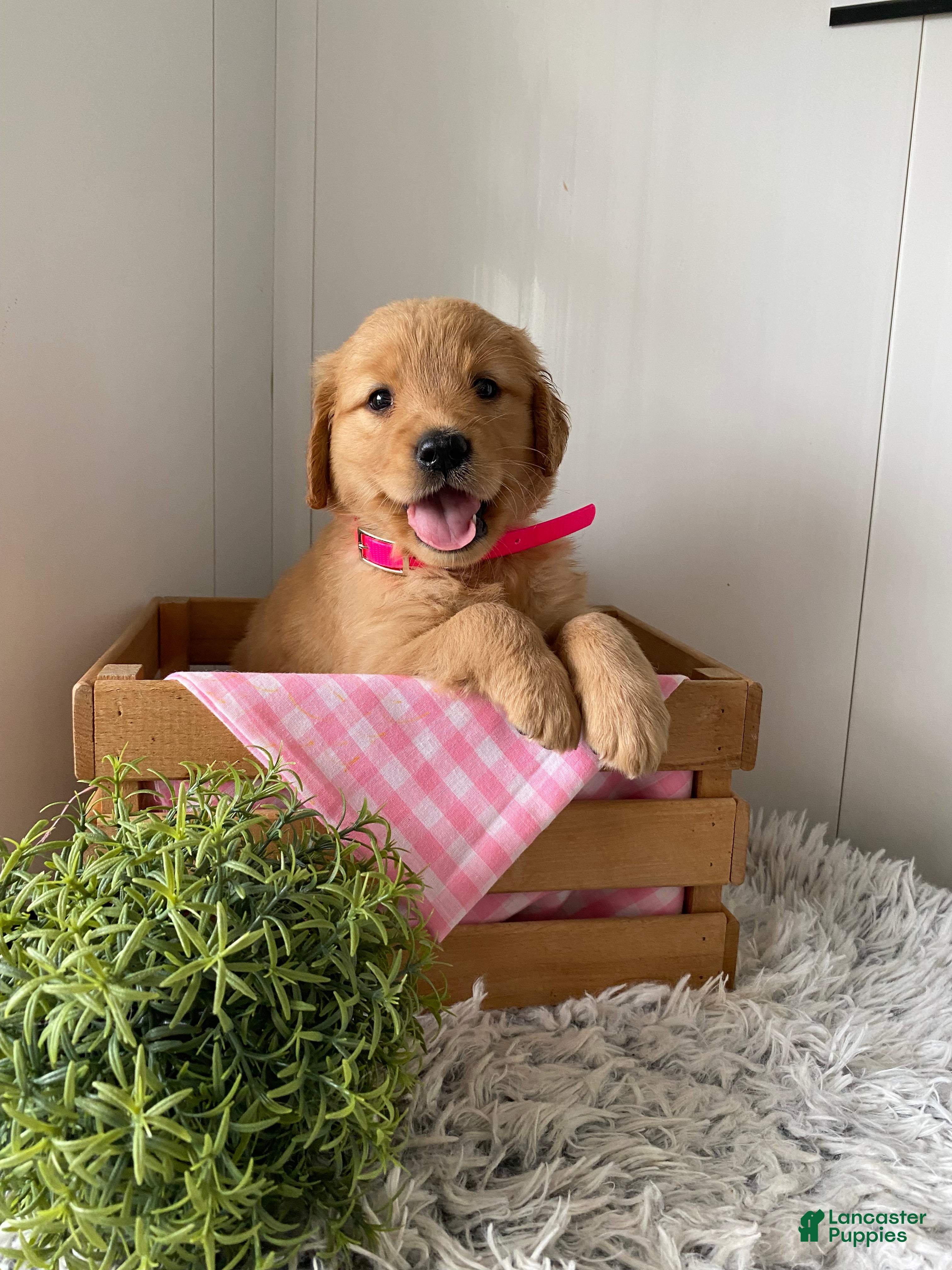 Golden Retriever dogs for sale: Golden Retriever Nola - Ad 3