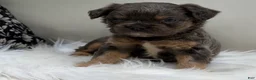 French Bulldog dogs for sale: Cash - Ad 8