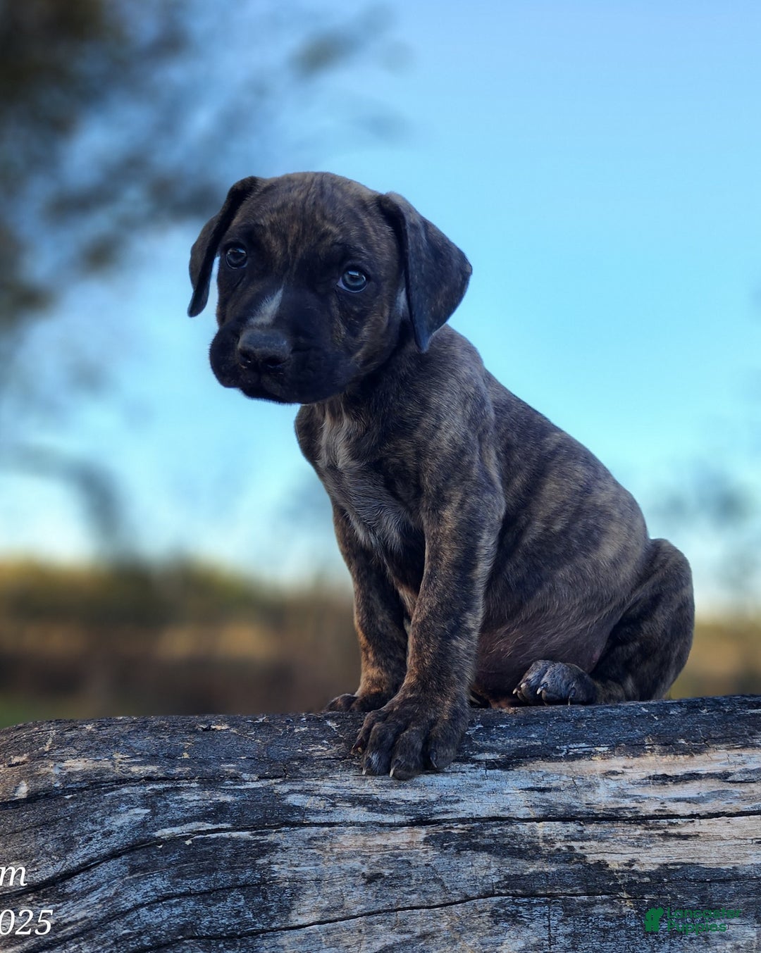 Catahoula Leopard Dog dogs for sale: Tracy II 2025 male 1 - Ad 11