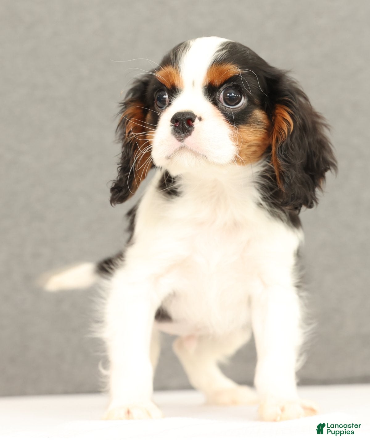 Cavalier King Charles Spaniel dogs Emerson - Ad 3