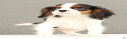 Cavalier King Charles Spaniel dogs for sale: Emerson - Ad 1