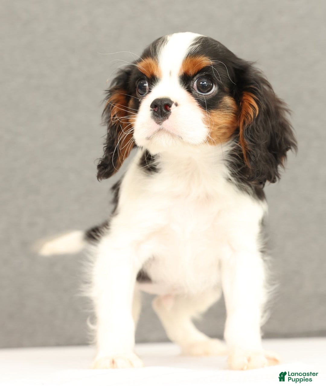 Cavalier King Charles Spaniel dogs for sale: Emerson - Ad 1