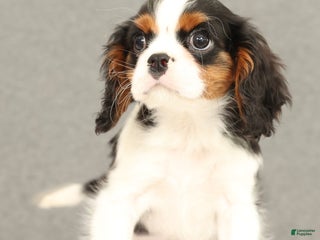 Cavalier King Charles Spaniel dogs Emerson - Ad 28