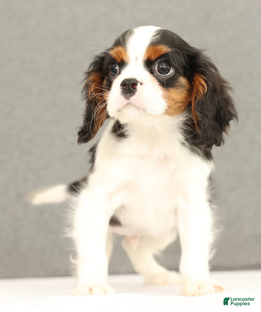 Cavalier King Charles Spaniel dogs for sale: Emerson - Ad 3