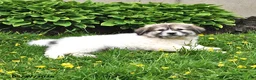 Mixed Breed dogs for sale: Bowan - Ad 13