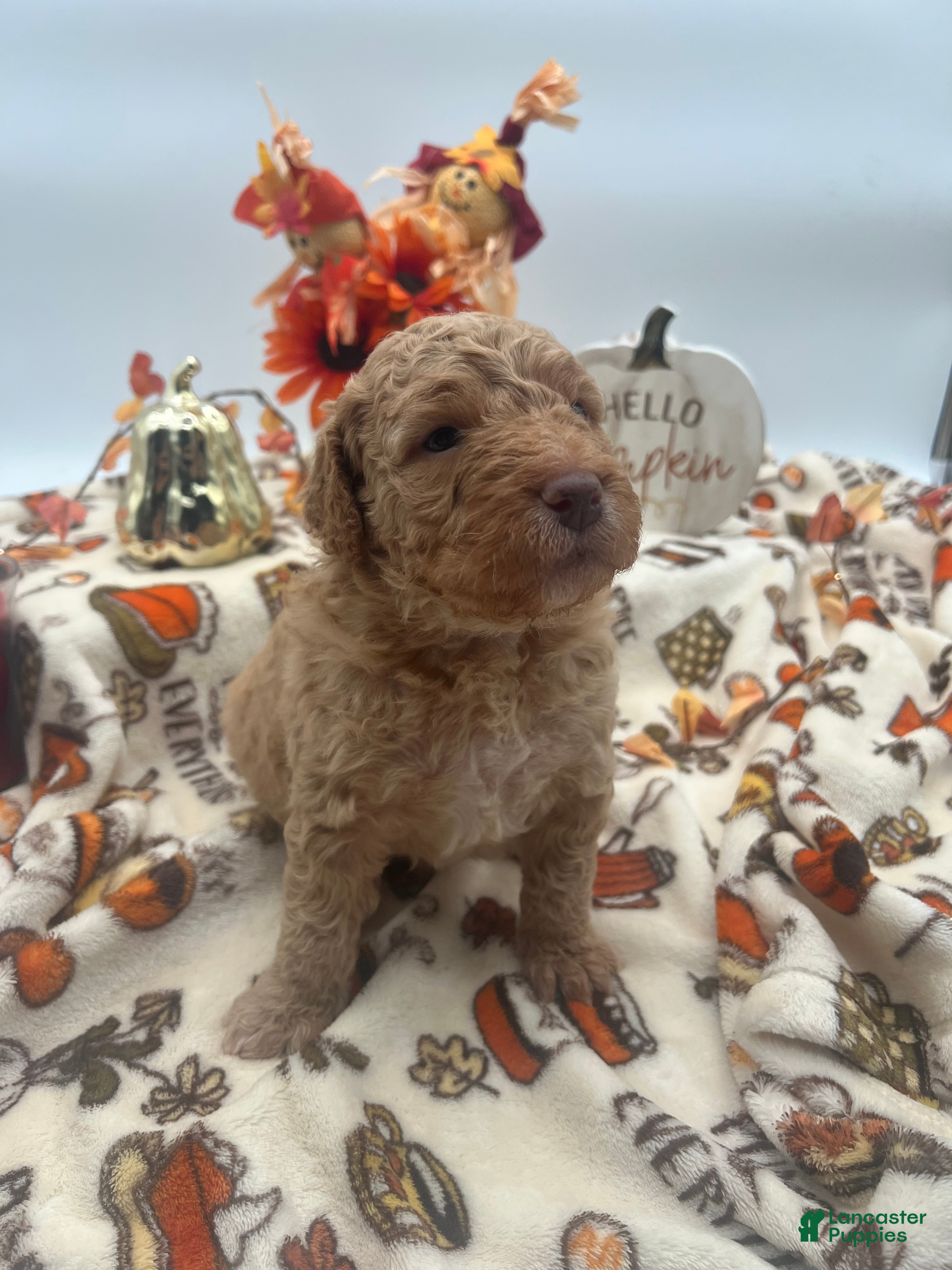 Labradoodle dogs Gus  - Ad 2
