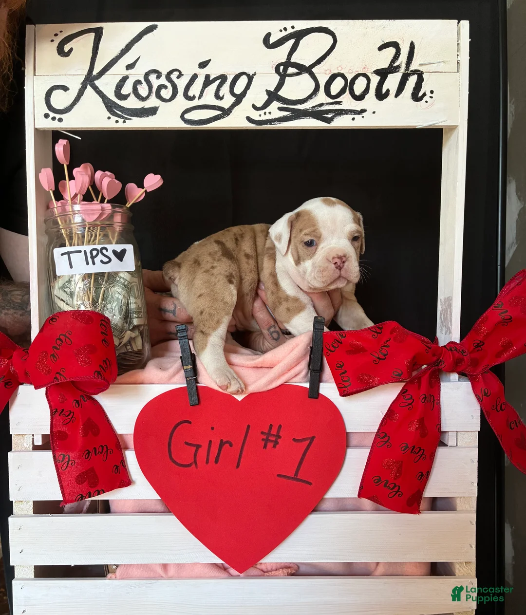 Olde English Bulldogge dogs for sale: Olde English Bulldogge Puppy 7 - Ad 2