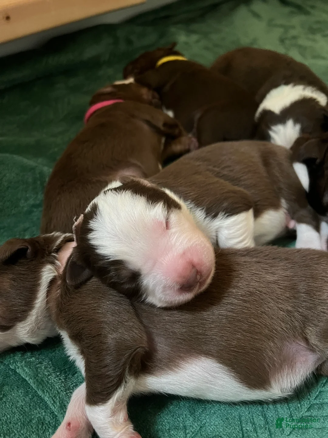 Australian Shepherd dogs for sale: Clover (Green) - Ad 2