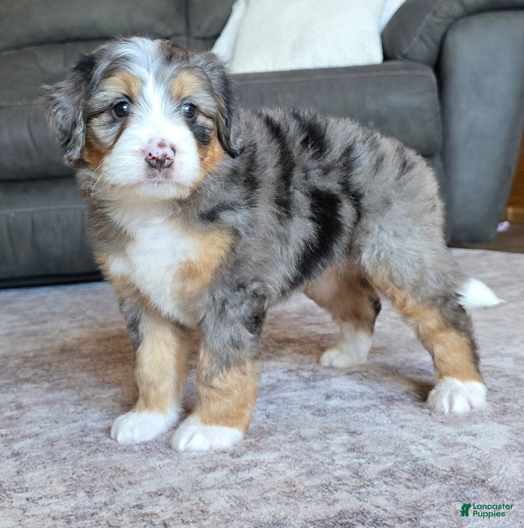 Mini Bernedoodle dogs Mini Mia - Ad 2