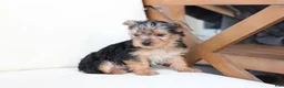 Yorkshire Terrier dogs for sale: Scout - Ad 10
