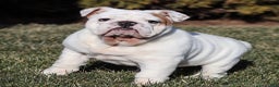 English Bulldog dogs for sale: Frosty - Ad 12