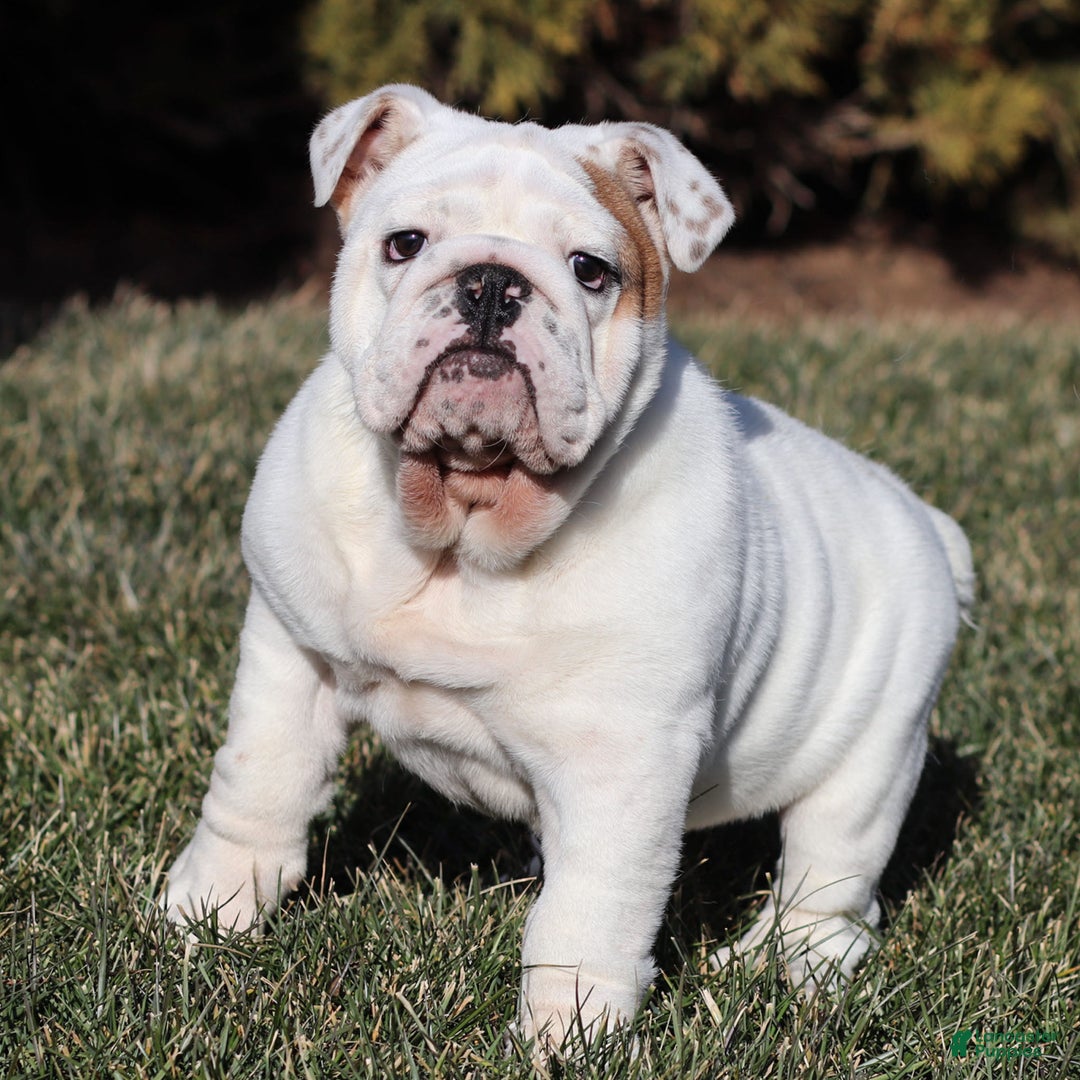 English Bulldog dogs for sale: Frosty - Ad 12