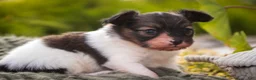 Papillon dogs for sale: Laddie Papillon  - Ad 3