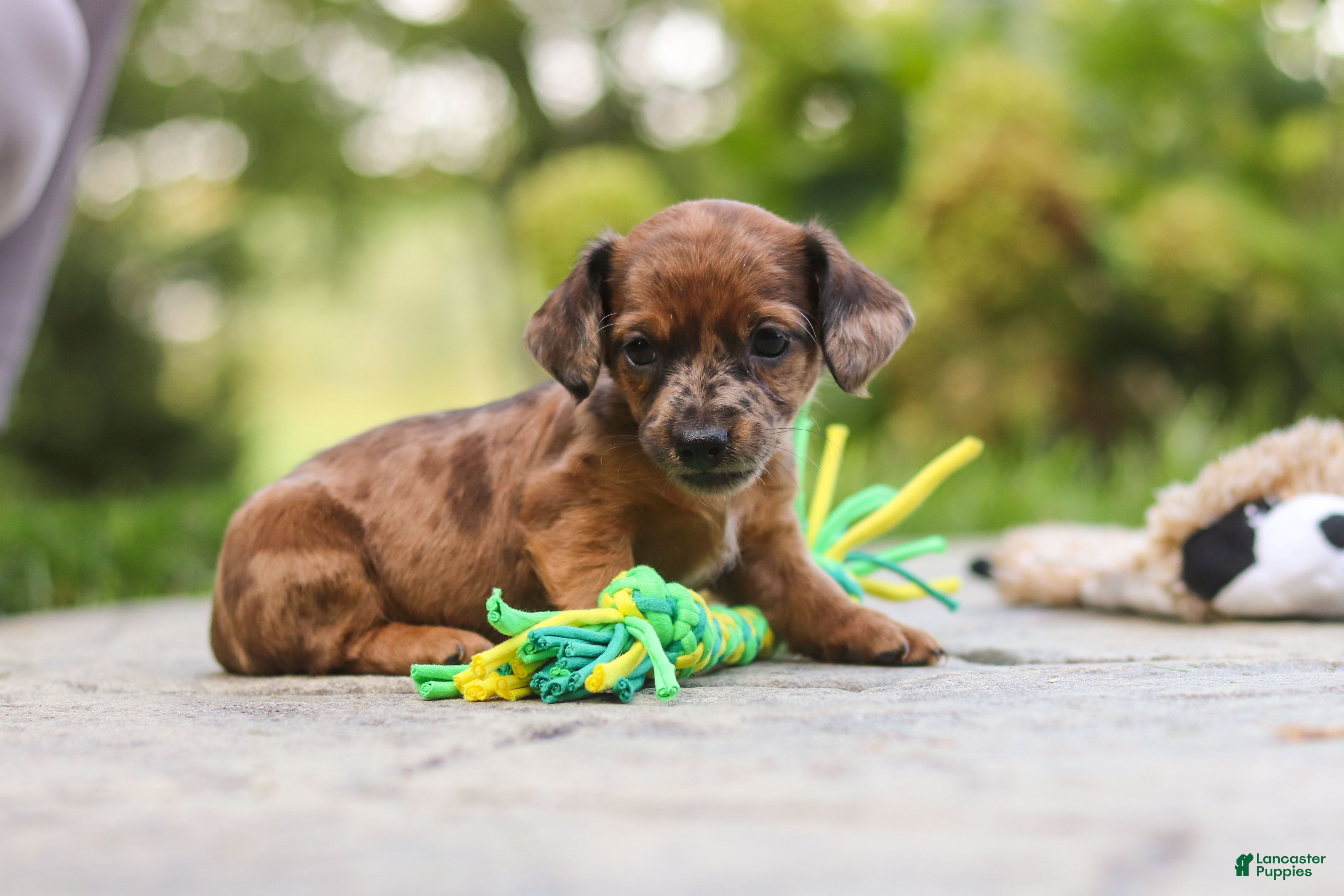 Mixed Breed dogs Zoey - Ad 2