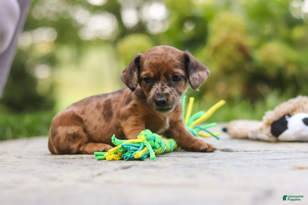 Mixed Breed dogs for sale: Zoey - Ad 2