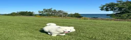 Samoyed dogs for sale: Chase  - Ad 2