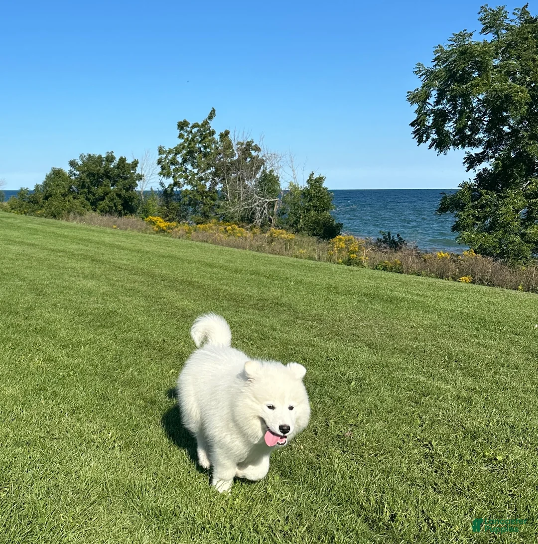Samoyed dogs for sale: Chase  - Ad 2