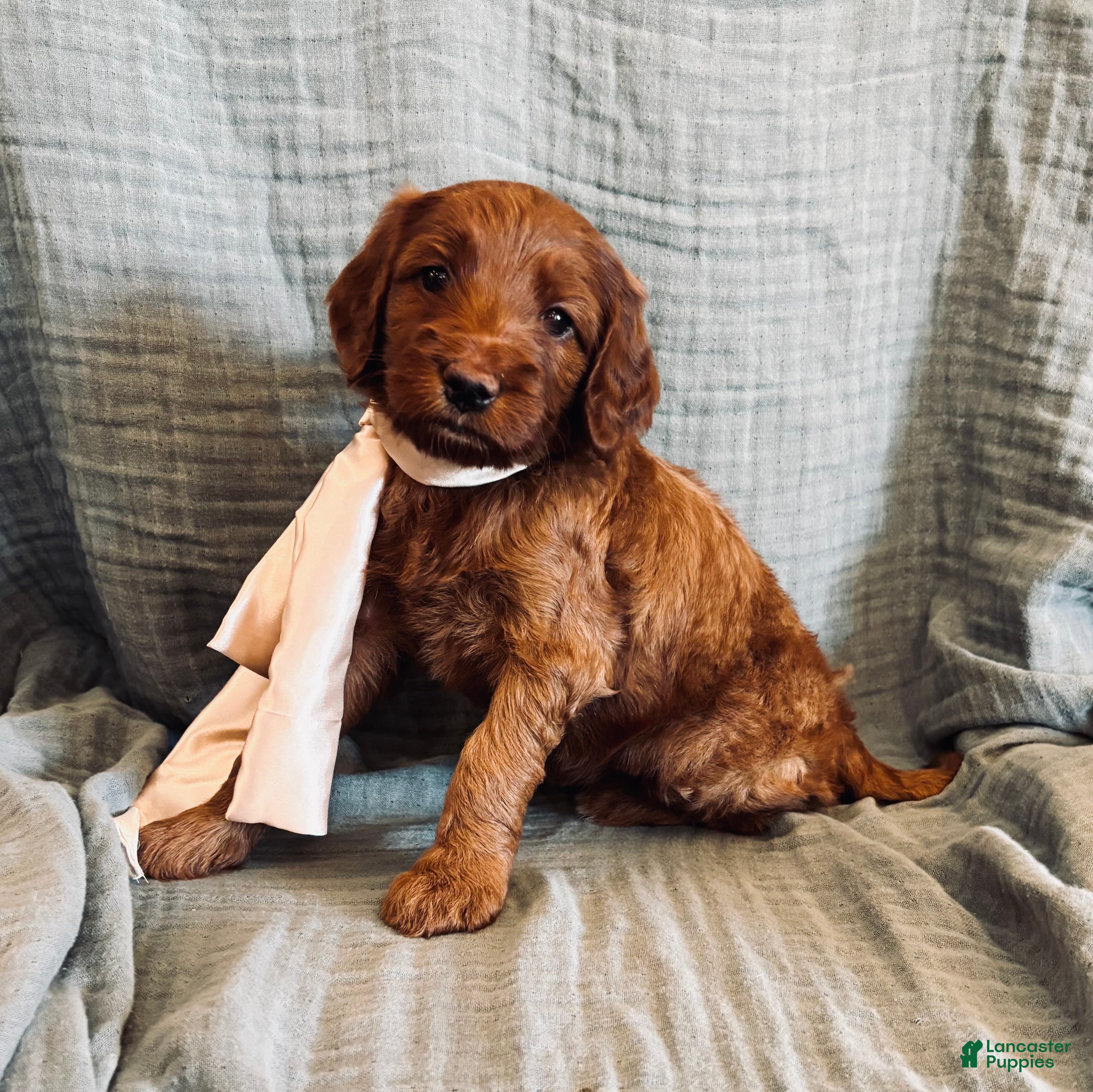 Irish Doodle dogs Irish Doodle Puppy- Ariel - Ad 1