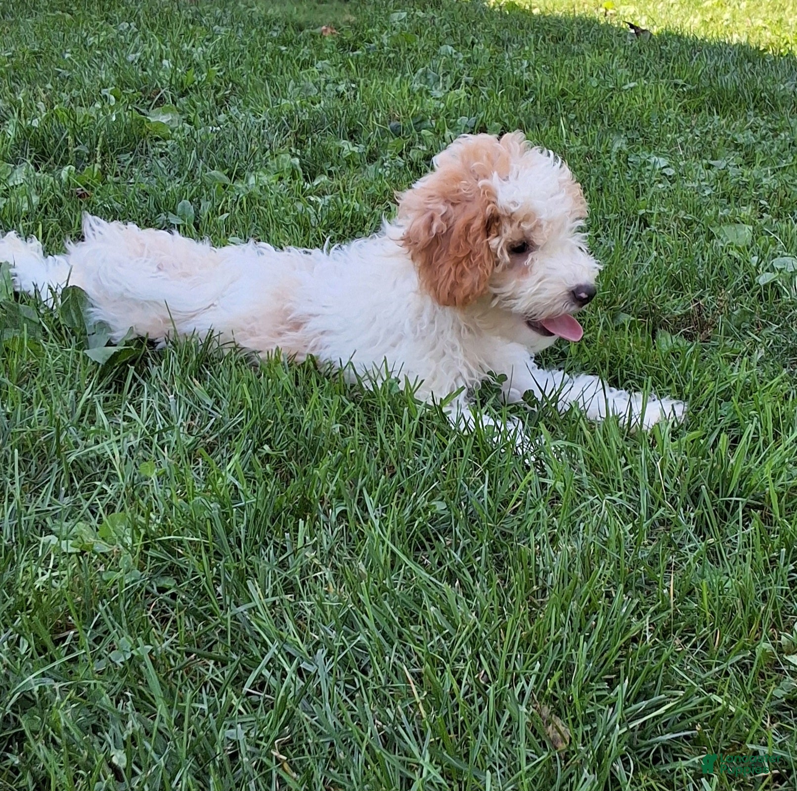 Miniature Poodle dogs Nick - Ad 2