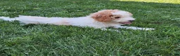 Miniature Poodle dogs for sale: Nick - Ad 2