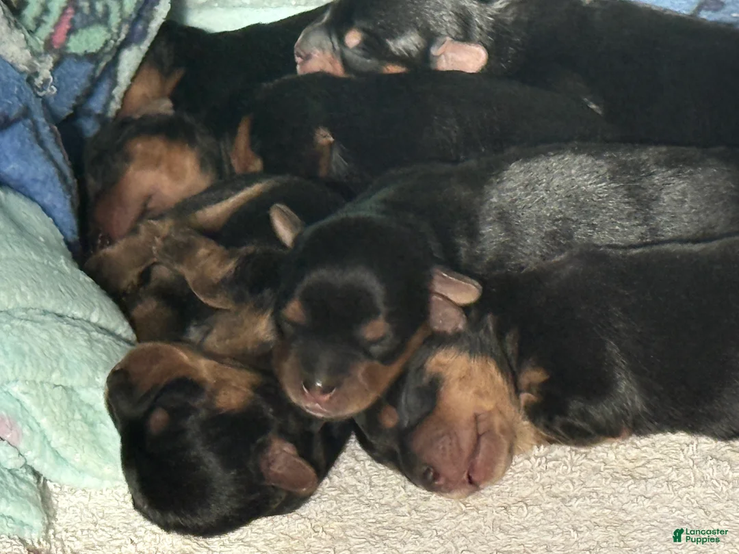 Yorkshire Terrier dogs for sale: India - Ad 2