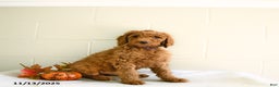 Standard Poodle dogs for sale: Nala - Ad 1