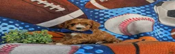 Cavapoo dogs for sale: Murdoch - Ad 2