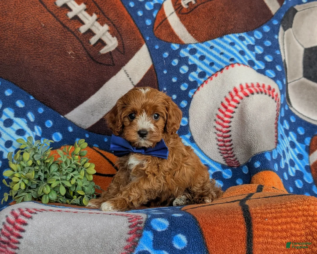 Cavapoo dogs for sale: Murdoch - Ad 2