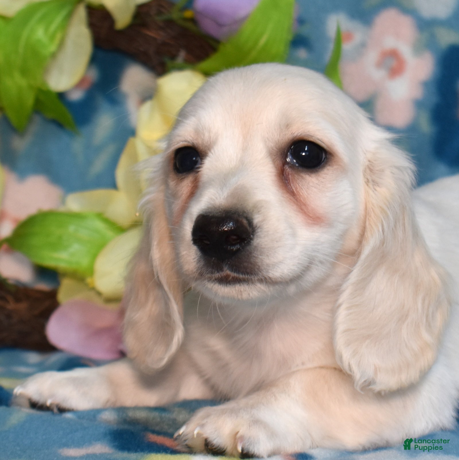 Miniature Dachshund dogs Sonny - Ad 1