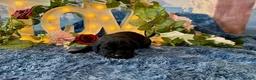 Cane Corso dogs for sale: Olive - Ad 1