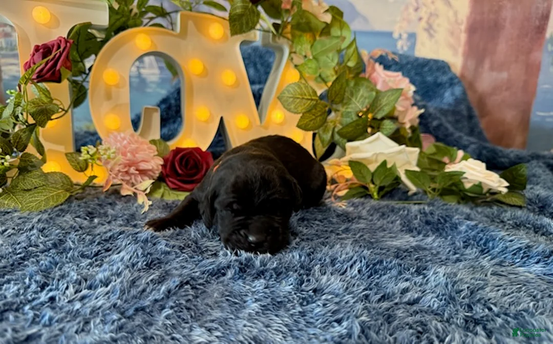 Cane Corso dogs for sale: Olive - Ad 1