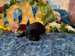 Cane Corso dogs for sale: Olive - Ad 2