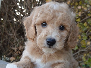 Mini Goldendoodle dogs - Ad 17