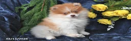 Pomeranian dogs for sale: Charlie - Ad 3