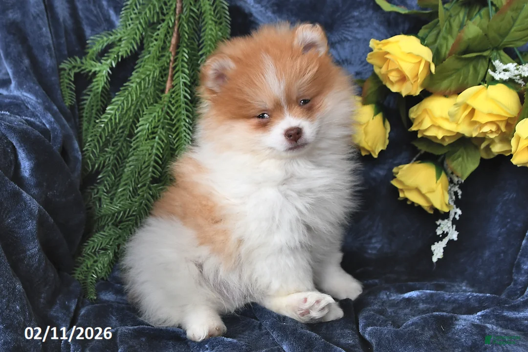 Pomeranian dogs for sale: Charlie - Ad 3