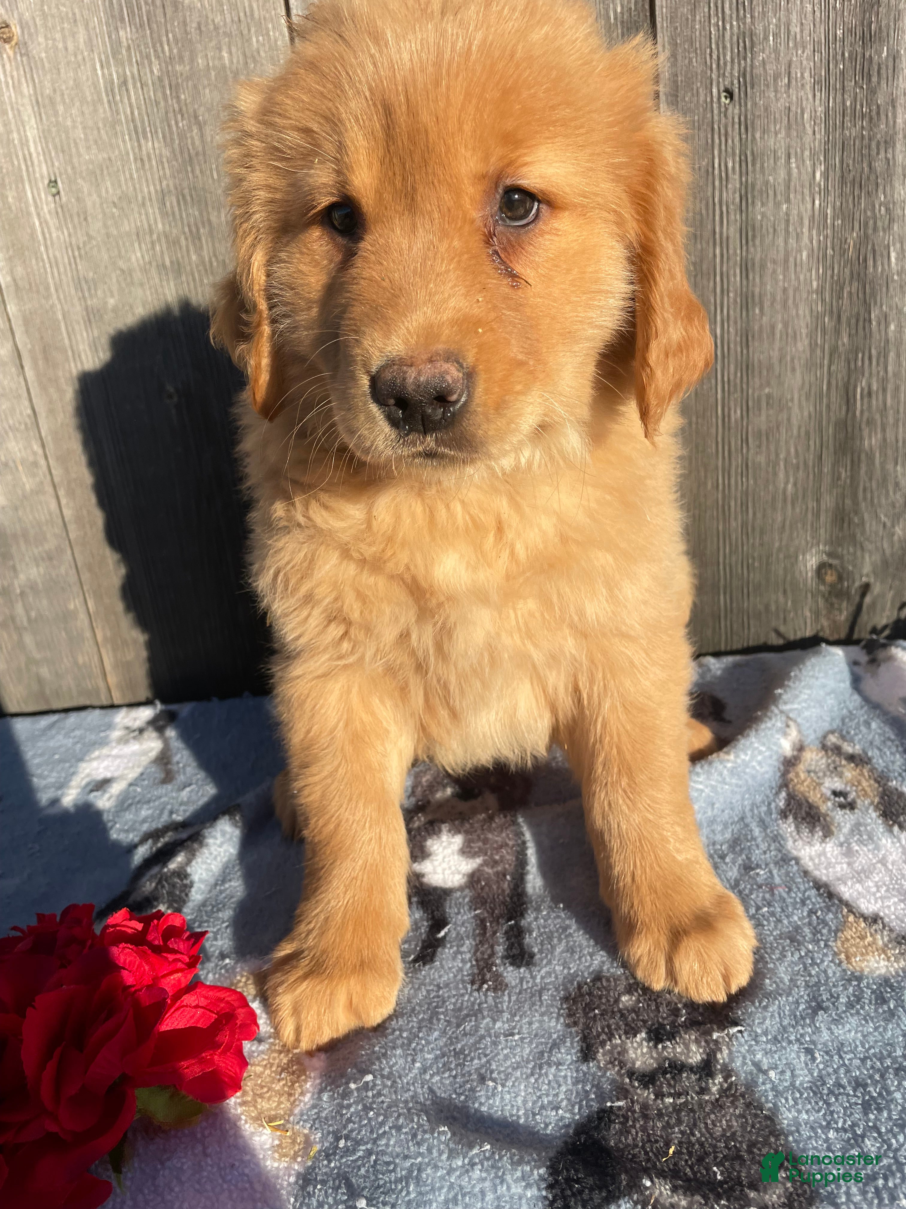 Golden Retriever dogs Honey - Ad 39