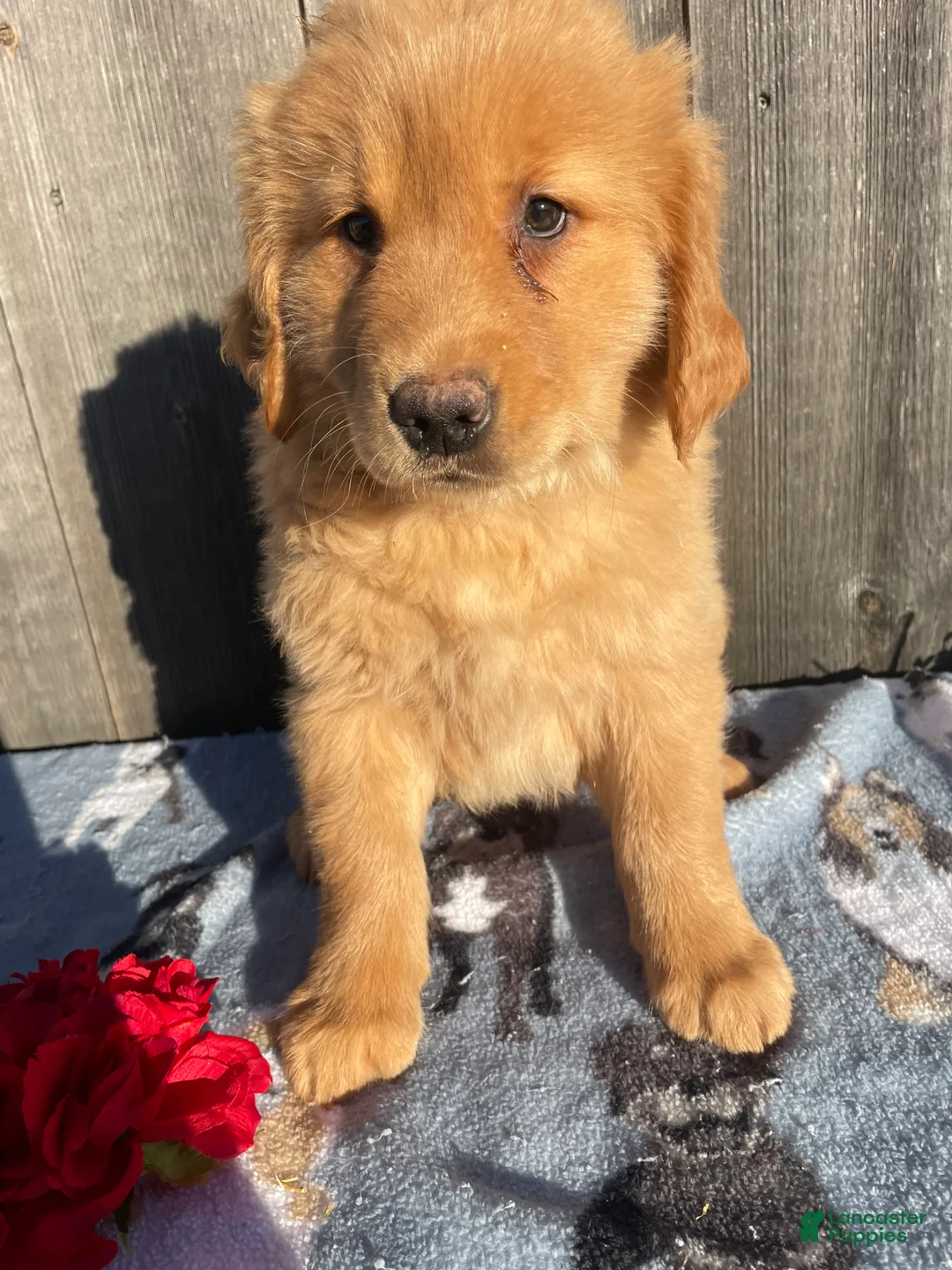 Golden Retriever dogs for sale: Honey - Ad 1