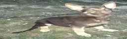 German Shepherd dogs for sale: Mocha - Ad 2