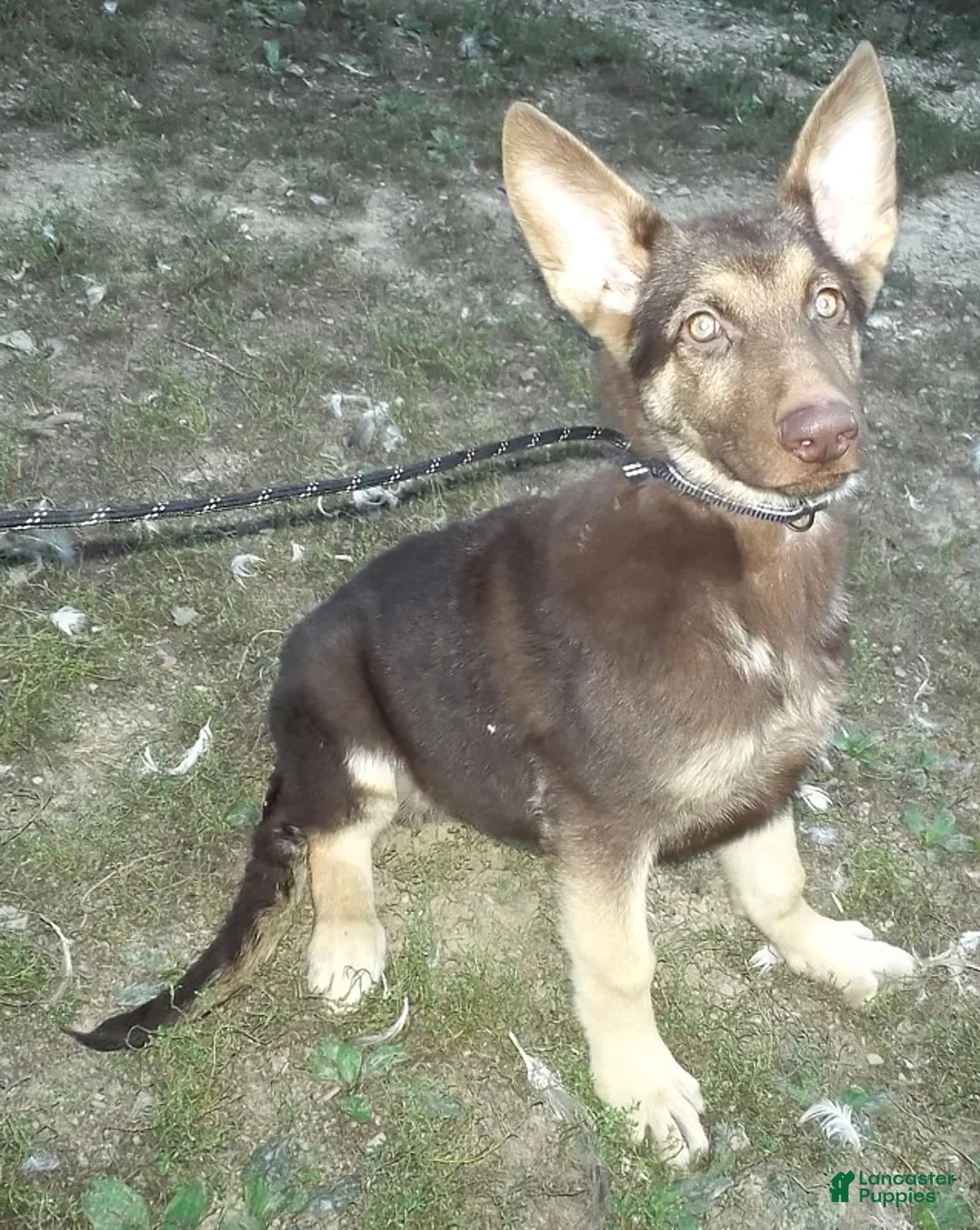 German Shepherd dogs for sale: Mocha - Ad 2