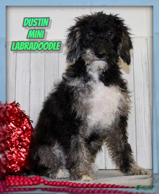 Miniature Labradoodle dogs Dustin - Ad 8