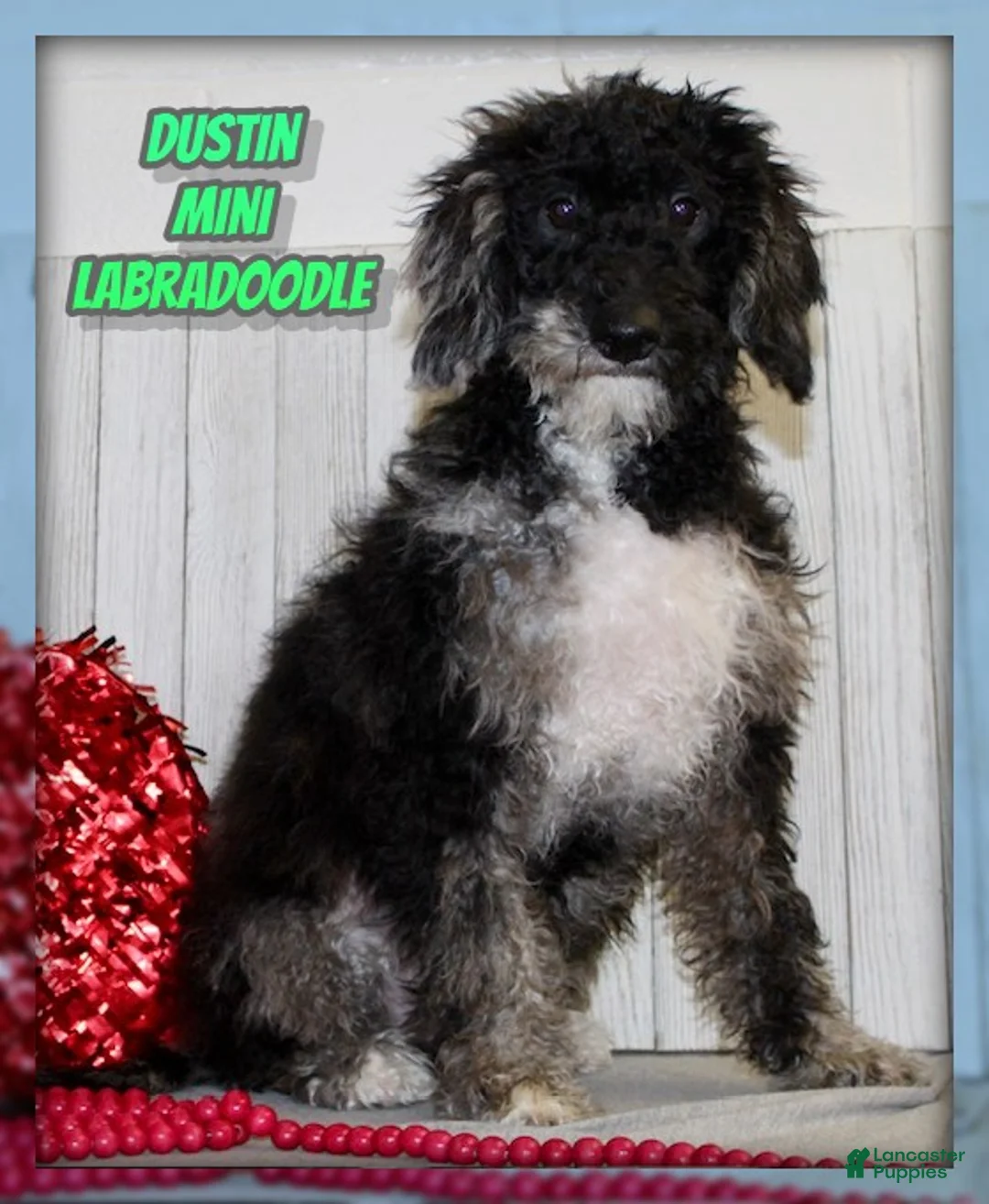 Miniature Labradoodle dogs for sale: Dustin - Ad 1